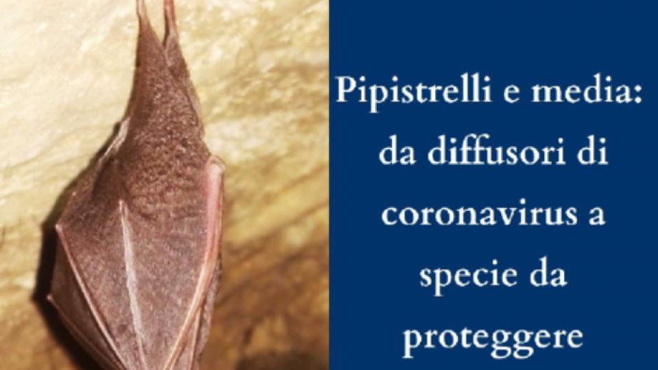 Pipistrello